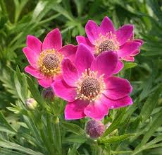 anemone rubra annabelle
